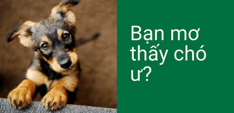 Điềm báo liên quan tới giấc mơ thấy con chó