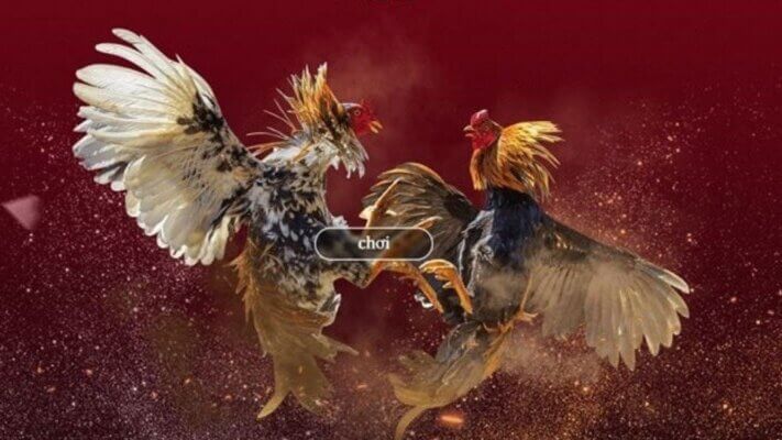 Game đá gà BETVISA