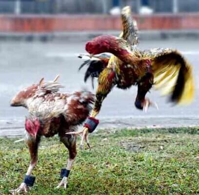 Bạn có biết lợi ích mà đá gà bịp đem lại