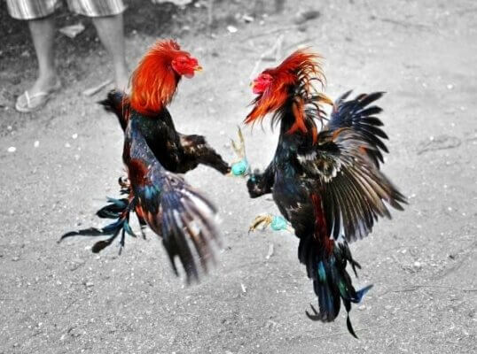 Tìm hiểu về đá gà bịp